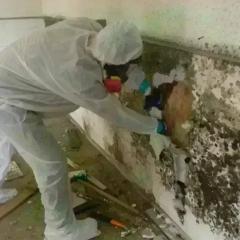 Mold Remediation and Removal in Orland, ME